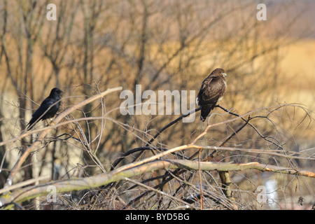 Buse variable (Buteo buteo) perché dans l'arbre avec Corneille - corneille eurasien (Corvus corone) en hiver - Belgique Banque D'Images