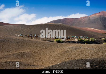 Caravane de chameaux dans le paysage volcanique du Montana del Fuego de Parc National de Timanfaya, Lanzarote, îles Canaries, Espagne Banque D'Images