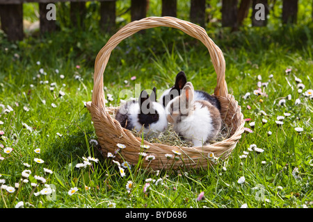 Les jeunes lapins (Oryctolagus cuniculus forma domestica) dans un panier de Pâques sur un pré fleuri Banque D'Images