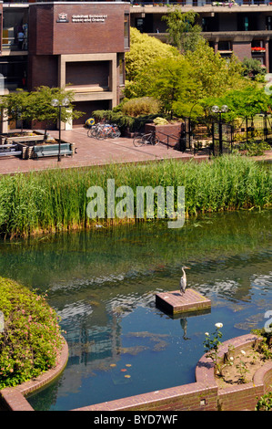 Ville de London Barbican dans les jardins d'eau à l'extérieur indépendamment Guildhall School of Music and Drama éducation et de vivre poisson regarder Heron England UK Banque D'Images