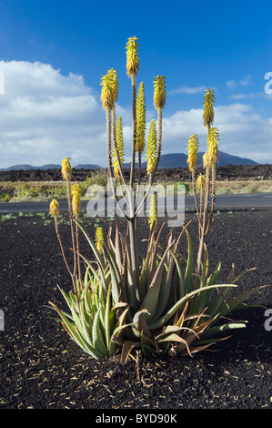 Fleur d'Aloe Vera, UGA, Lanzarote, Canary Islands, Spain, Europe Banque D'Images