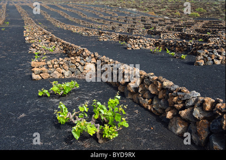 La viticulture, méthode sèche sur la lave, Arrieta, Lanzarote, Canary Islands, Spain, Europe Banque D'Images