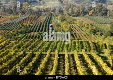 Vignes près de Rossatz, Danube, vallée de la Wachau, région de Mostviertel, en Basse-Autriche, Autriche, Europe Banque D'Images