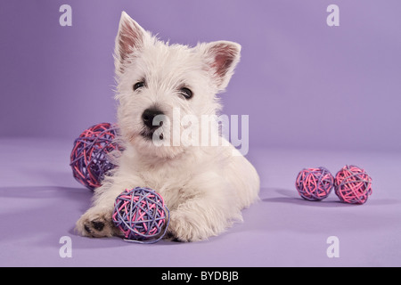 Lying West Highland White Terrier chiot avec une balle entre ses pattes avant Banque D'Images