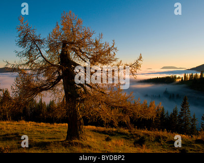 Vieux mélèze dans la lumière du soir à l'automne, le brouillard dans la vallée, Sommeralm alp, Styrie, Autriche, Europe Banque D'Images