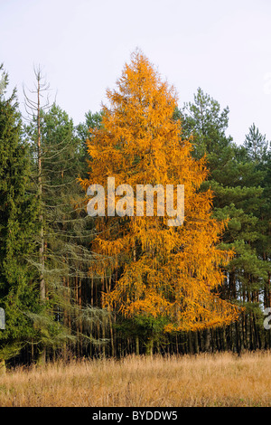 Larix decidua (mélèze d'Europe) à l'automne Banque D'Images