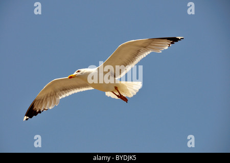 Sea Gull (Laridae) en vol, Essaouira, Maroc, Afrique Banque D'Images