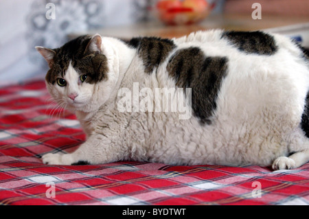 Chat Trop Gras Refuse Regime Alimentaire Le Proprietaire De Ce Gros Chat A Essaye De Mettre Son Animal Au Regime Mais Le Mauvais Caractere Animal Creuse Photo Stock Alamy