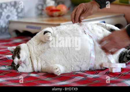 Chat Trop Gras Refuse Regime Alimentaire Le Proprietaire De Ce Gros Chat A Essaye De Mettre Son Animal Au Regime Mais Le Mauvais Caractere Animal Creuse Photo Stock Alamy