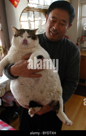 Chat Trop Gras Refuse Regime Alimentaire Le Proprietaire De Ce Gros Chat A Essaye De Mettre Son Animal Au Regime Mais Le Mauvais Caractere Animal Creuse Photo Stock Alamy