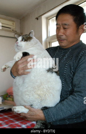 Chat Trop Gras Refuse Regime Alimentaire Le Proprietaire De Ce Gros Chat A Essaye De Mettre Son Animal Au Regime Mais Le Mauvais Caractere Animal Creuse Photo Stock Alamy