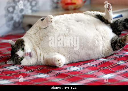 Chat Trop Gras Refuse Regime Alimentaire Le Proprietaire De Ce Gros Chat A Essaye De Mettre Son Animal Au Regime Mais Le Mauvais Caractere Animal Creuse Photo Stock Alamy