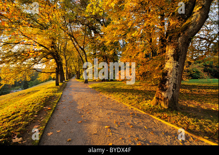 Promenade bordée de platanes (Platanus) à l'automne, l'île de Mainau, Constance district, Bade-Wurtemberg, Allemagne, Europe Banque D'Images