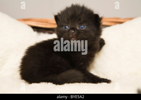 Chaton, 2 semaines, dans panier Banque D'Images