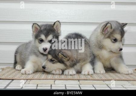 Trois chiots Malamute d'Alaska. Banque D'Images