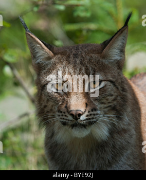 Le Lynx eurasien (Lynx lynx), portrait, Suède, Europe Banque D'Images