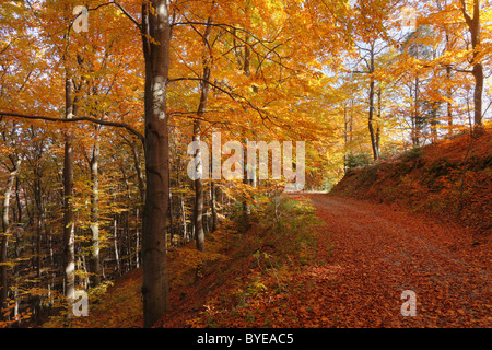 Forêt de hêtres en automne, Weissenkirchen dans la vallée de la Wachau, région de Waldviertel, Basse Autriche, Autriche, Europe Banque D'Images