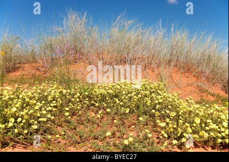 Diables annuel Thorn (Tribulus terrestris) floraison sur une dune de sable en mars pendant la saison des pluies. Désert du Kalahari Banque D'Images