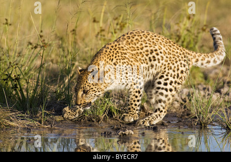 African Leopard (Panthera pardus). Femelle subadulte dans un trou d'eau. Harnas Wildlife Foundation, la Namibie. Banque D'Images
