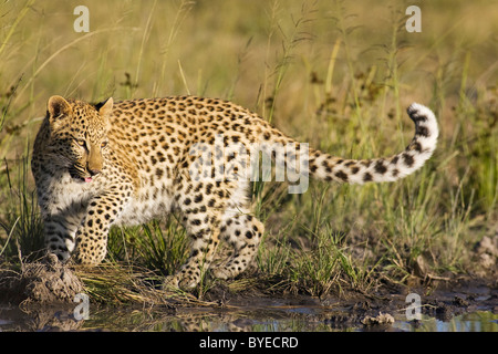 African Leopard (Panthera pardus). Femelle subadulte dans un trou d'eau. Harnas Wildlife Foundation, la Namibie. Banque D'Images