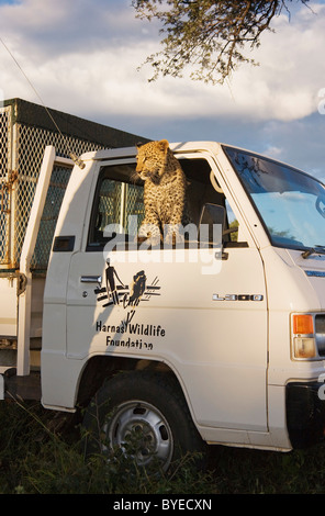 African Leopard (Panthera pardus). Espiègle, tame femelle sub-adulte à la recherche d'une voiture. Harnas Wildlife Foundation, la Namibie. Banque D'Images