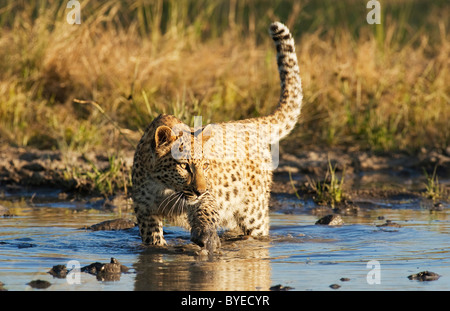 African Leopard (Panthera pardus). Femelle subadulte dans un trou d'eau. Harnas Wildlife Foundation, la Namibie. Banque D'Images