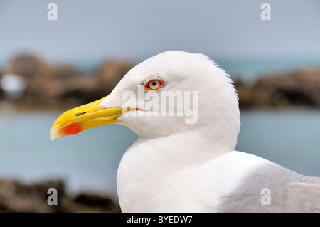 Yellow-legged Gull (Larus michahellis), portrait Banque D'Images