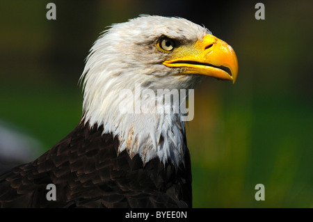 Pygargue à tête blanche (Haliaeetus leucocephalus), portrait Banque D'Images