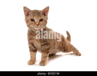 Selkirk Rex Chocolat Tortie Cat Studio Portrait Banque D'Images