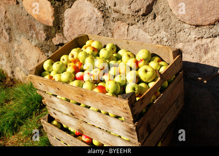 Fort de pommes fraîchement cueillies à l'automne, Jenesien, San Genesio, province de : Vorarlberg, Tyrol du Sud, Italie, Europe Banque D'Images