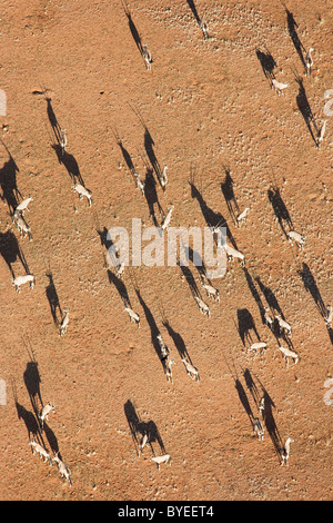 Gemsbok (Oryx gazella). Troupeau dans une plaine de sable au bord du désert du Namib. Vue aérienne
