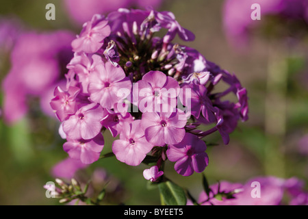 Polemoniaceae Phlox (Tubiflorae) Banque D'Images