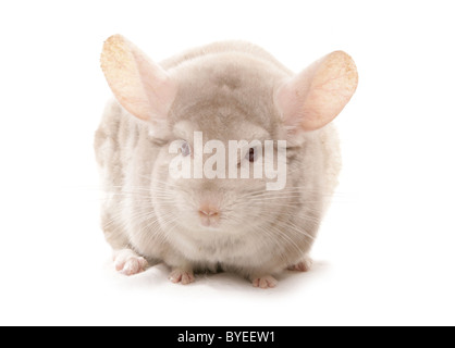 Chinchilla albinos assis Studio Banque D'Images