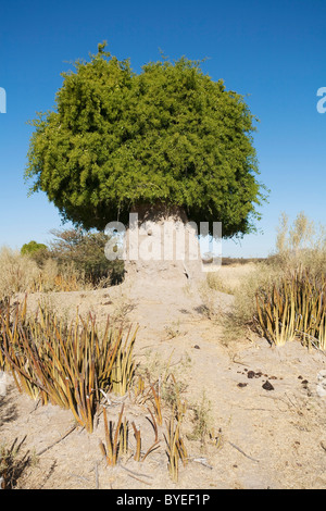 Bush de moutarde, également appelé arbre brosse à dents (Salvadora persica). A grandi sur et autour d'une termitière hill Banque D'Images