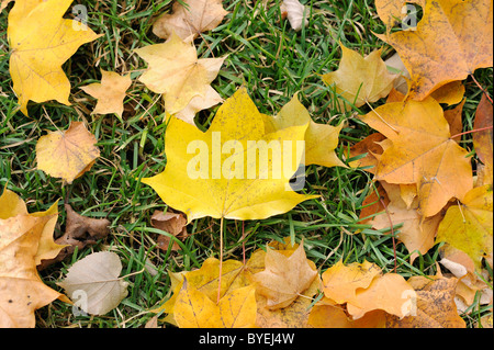 Les feuilles d'automne sur le pré vert Banque D'Images