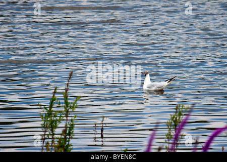 Mouette noir sur Weir réservoir Bois Banque D'Images