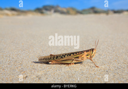 Spur-Austracris guttulosa à gorge (criquets) sur la plage. L'ouest de l'Australie Banque D'Images