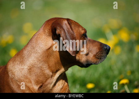 Le Rhodesian Ridgeback Banque D'Images