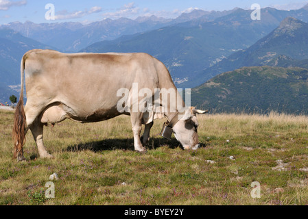 La Suisse Brune (bruna alpina) vaches qui paissent dans les prairies alpines Banque D'Images