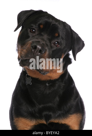 Portrait de chien rottweiler head shot studio Banque D'Images