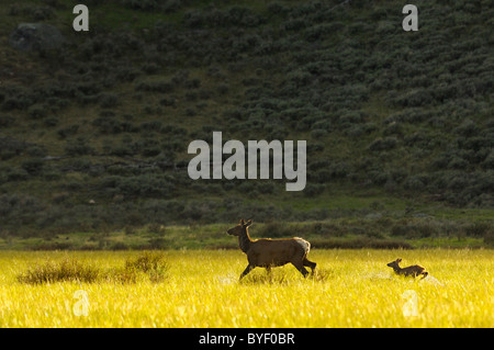 Le wapiti et le bébé tourne au coucher du soleil. Banque D'Images