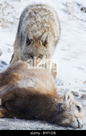 L'image d'un coyote adultes se nourrissant sur le corps d'un bébé mort des mouflons. Banque D'Images