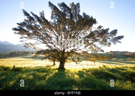 Grand arbre dans un champ de pâturage vert au lever du soleil, juste à l'extérieur de la ville de Volcan, montagnes occidentales, province de Chiriqui, République du Panama, Amérique centrale. Banque D'Images