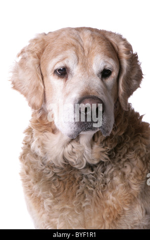 Chien Golden Retriever mâle adulte unique Studio Portrait Banque D'Images