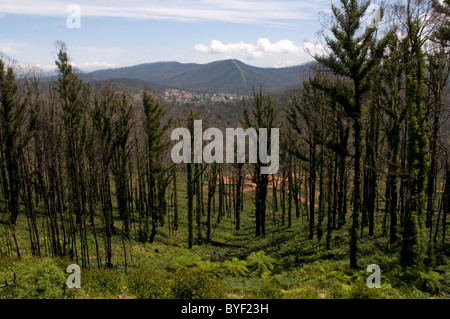 Fire arbres endommagés, montrant la nouvelle croissance et vue vers Marysville un an après les incendies dévastateurs Banque D'Images