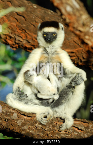 Le Propithèque de verreaux mère fatiguée (Propithecus verreauxi) avec son bébé, Madagascar Banque D'Images