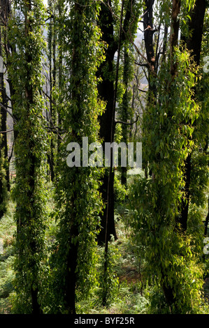 Fire arbres endommagés, montrant la nouvelle croissance un an après un incendie Banque D'Images