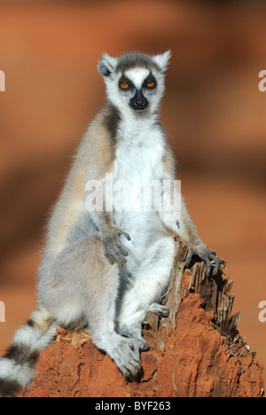 Untitled Document (Lemur catta) soleil dans la réserve de Berenty, Madagascar Banque D'Images