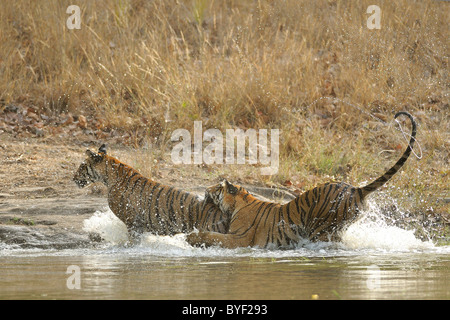 2-year-old tigre du Bengale soeurs jouant dans l'eau dans la Réserve de tigres de Bandhavgarh, Madhya Pradesh, Inde Banque D'Images