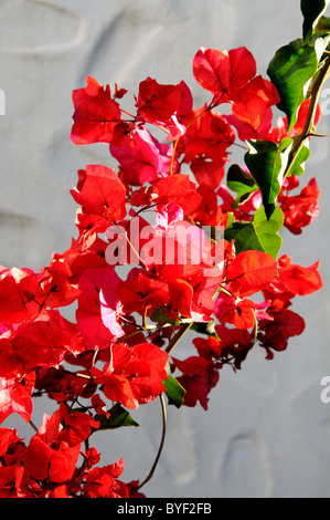 Bougainvillée rouge contre un mur blanc, Mijas Costa, Costa del Sol, la province de Malaga, Andalousie, Espagne, Europe de l'Ouest. Banque D'Images